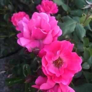 Meet your Posher, Thao